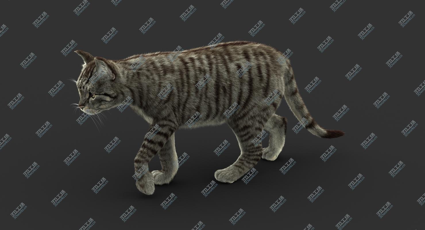 images/goods_img/202104092/3D Cat (2) (Mackerel Tabby) (FUR) model/5.jpg